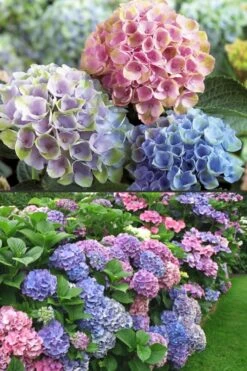 Everlasting Revolution Hydrangea - 1 Gallon Pot -Garden Wisp Sales Store Hydrangea Everlasting Revolution 2