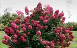 Fire Light Hydrangea - 3 Gallon Pot -Garden Wisp Sales Store Hydrangea Fire Light 1