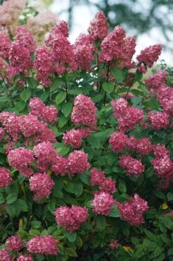 Fire Light Hydrangea - 3 Gallon Pot -Garden Wisp Sales Store Hydrangea Fire Light 2