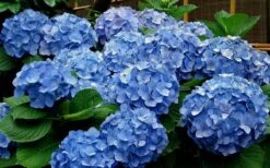 Glory Blue Hydrangea - 3 Gallon Pot -Garden Wisp Sales Store Hydrangea Glory Blue 11