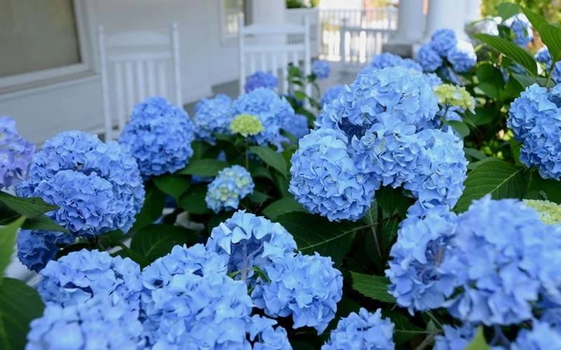Nikko Blue Hydrangea - 1 Gallon Pot 4 Nikko Blue Hydrangea - 1 Gallon Pot - Image 4