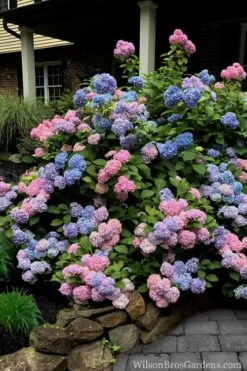 L.A. Dreamin' Hydrangea - 2 Gallon Pot 10 L.A. Dreamin' Hydrangea - 2 Gallon Pot -Garden Wisp Sales Store Hydrangea LA Dreamin 5
