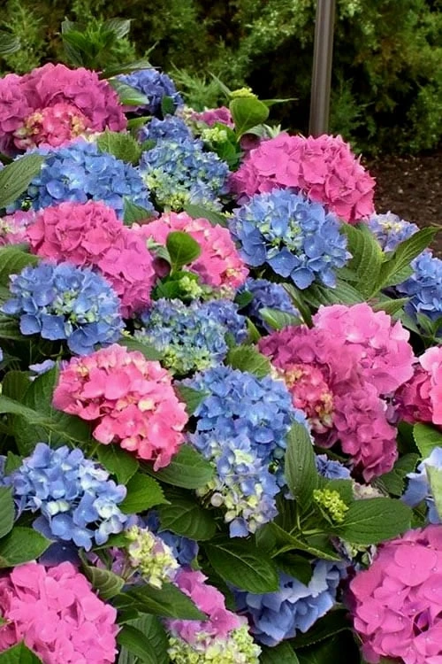 L.A. Dreamin' Hydrangea - 2 Gallon Pot 1 L.A. Dreamin' Hydrangea - 2 Gallon Pot