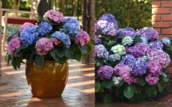 L.A. Dreamin Hydrangea - 3 Gallon Pot 9 L.A. Dreamin Hydrangea - 3 Gallon Pot -Garden Wisp Sales Store Hydrangea LA Dreamin Blooms 2 1
