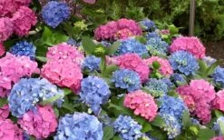 L.A. Dreamin' Hydrangea - 2 Gallon Pot 11 L.A. Dreamin' Hydrangea - 2 Gallon Pot -Garden Wisp Sales Store Hydrangea LA Dreamin Blooms