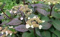 Lady In Red Hydrangea - 3 Gallon Pot 11 Lady In Red Hydrangea - 3 Gallon Pot -Garden Wisp Sales Store Hydrangea Lady In Red Budded