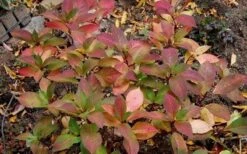 Lady In Red Hydrangea - 3 Gallon Pot 13 Lady In Red Hydrangea - 3 Gallon Pot -Garden Wisp Sales Store Hydrangea Lady In Red Fall Foliage Leaf Color