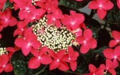 Lady In Red Hydrangea - 3 Gallon Pot 10 Lady In Red Hydrangea - 3 Gallon Pot -Garden Wisp Sales Store Hydrangea Lady In Red Flower Closeup
