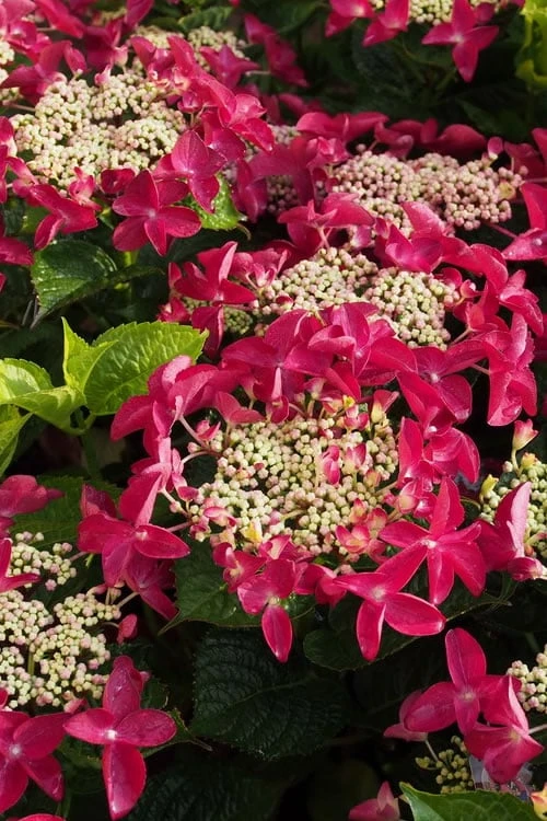 Lady In Red Hydrangea - 3 Gallon Pot 1 Lady In Red Hydrangea - 3 Gallon Pot