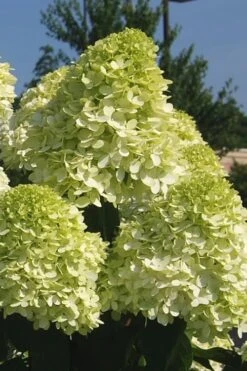 Limelight PeeGee Hydrangea - 3 Gallon Pot -Garden Wisp Sales Store Hydrangea Limelight 101