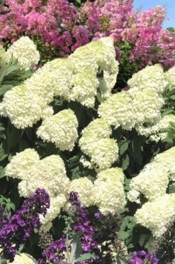 Limelight PeeGee Hydrangea - 3 Gallon Pot -Garden Wisp Sales Store Hydrangea Limelight 110