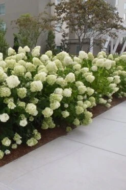Limelight PeeGee Hydrangea - 1 Gallon Pot -Garden Wisp Sales Store Hydrangea Limelight 20