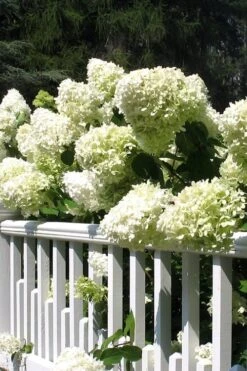 Limelight PeeGee Hydrangea - 6 Pack Of 1 Gallon Pots -Garden Wisp Sales Store Hydrangea Limelight 21 2
