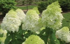 Limelight PeeGee Hydrangea - 1 Gallon Pot -Garden Wisp Sales Store Hydrangea Limelight Flowers