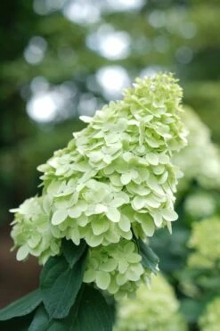 Limelight Prime Hydrangea - 2 Gallon Pot -Garden Wisp Sales Store Hydrangea Limelight Prime 1 1