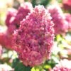 Limelight Prime Hydrangea - 2 Gallon Pot