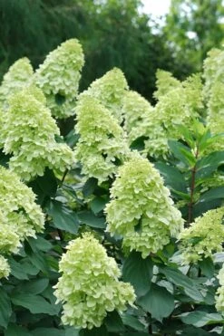 Limelight Prime Hydrangea - 3 Gallon Pot -Garden Wisp Sales Store Hydrangea Limelight Prime 4
