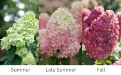 Limelight Prime Hydrangea - 2 Gallon Pot -Garden Wisp Sales Store Hydrangea Limelight Prime 6 1