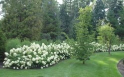 Limelight PeeGee Hydrangea - 1 Gallon Pot -Garden Wisp Sales Store Hydrangea Limelight hedge natural