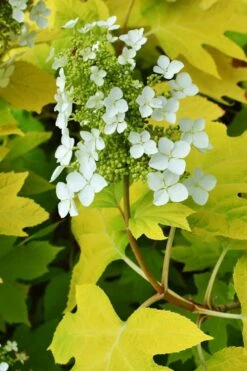 Little Honey Oakleaf Hydrangea - 1 Gallon Pot -Garden Wisp Sales Store Hydrangea Little Honey 3