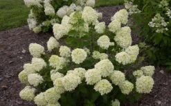 Little Lime Hydrangea - 3 Pack Of Quart Pots -Garden Wisp Sales Store Hydrangea Little Lime 1 1