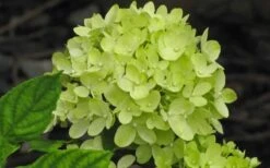 Little Lime Hydrangea - 3 Gallon Pot -Garden Wisp Sales Store Hydrangea Little Lime 3