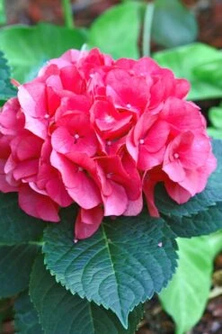 Merritts Supreme Hydrangea - 3 Gallon Pot -Garden Wisp Sales Store Hydrangea Merrits Supreme Pink 11