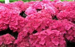 Merritts Supreme Hydrangea - 3 Gallon Pot -Garden Wisp Sales Store Hydrangea Merrits Supreme Pink 12