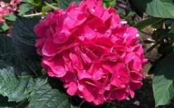 Merritts Supreme Hydrangea - 3 Gallon Pot -Garden Wisp Sales Store Hydrangea Merrits Supreme Pink 13