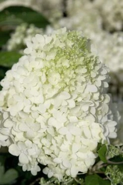 Moon Dance Hydrangea - 3 Gallon Pot -Garden Wisp Sales Store Hydrangea Moon Dance 2 1