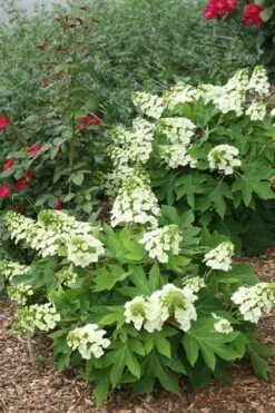 Munchkin Dwarf Oakleaf Hydrangea - 1 Gallon Pot -Garden Wisp Sales Store Hydrangea Munchkin 11
