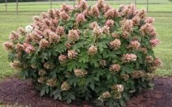 Munchkin Dwarf Oakleaf Hydrangea - 3 Gallon Pot -Garden Wisp Sales Store Hydrangea Munchkin 2