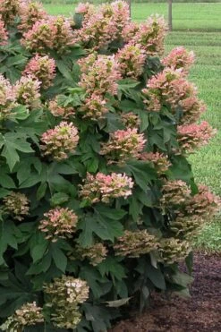 Munchkin Dwarf Oakleaf Hydrangea - 2 Gallon Pot -Garden Wisp Sales Store Hydrangea Munchkin 500x750 2