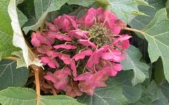 Munchkin Dwarf Oakleaf Hydrangea - 2 Gallon Pot -Garden Wisp Sales Store Hydrangea Munchkin Bloom Closeup 1