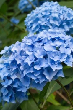 Nikko Blue Hydrangea - 1 Gallon Pot 13 Nikko Blue Hydrangea - 1 Gallon Pot -Garden Wisp Sales Store Hydrangea Nikko Blue 10