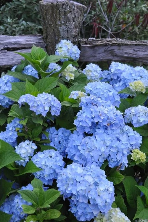Nikko Blue Hydrangea - 3 Gallon Pot 1 Nikko Blue Hydrangea - 3 Gallon Pot