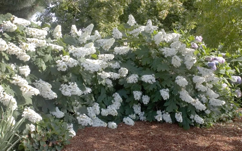 Oakleaf Hydrangea - 3 Gallon Pot 4 Oakleaf Hydrangea - 3 Gallon Pot - Image 4