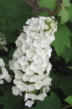 Alice Oakleaf Hydrangea - 3 Gallon Pot -Garden Wisp Sales Store Hydrangea Oakleaf Alice 4