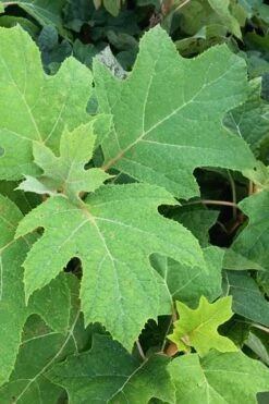 Alice Oakleaf Hydrangea - 3 Gallon Pot -Garden Wisp Sales Store Hydrangea Oakleaf Alice 5