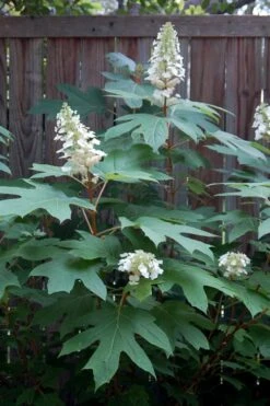 Alice Oakleaf Hydrangea - 3 Gallon Pot -Garden Wisp Sales Store Hydrangea Oakleaf Alice 6