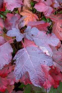 Alice Oakleaf Hydrangea - 3 Gallon Pot -Garden Wisp Sales Store Hydrangea Oakleaf Alice 7