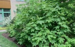 Alice Oakleaf Hydrangea - 3 Gallon Pot -Garden Wisp Sales Store Hydrangea Oakleaf Alice 8