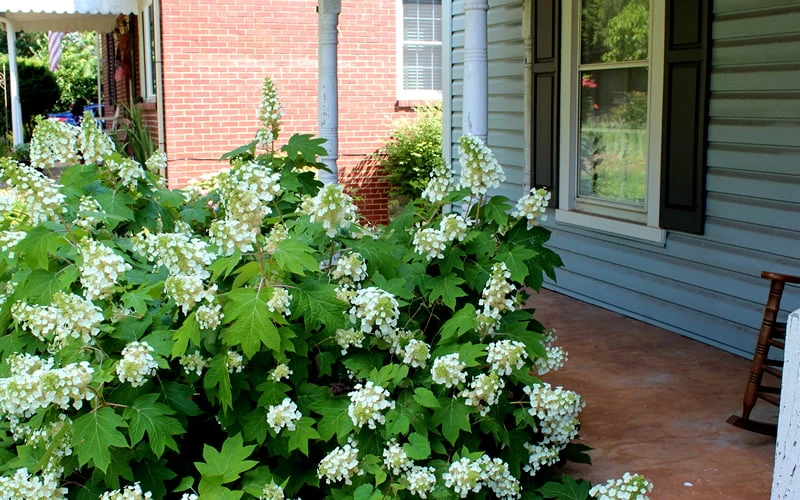 Pee Wee Dwarf Oakleaf Hydrangea - 2 Gallon Pot 5 Pee Wee Dwarf Oakleaf Hydrangea - 2 Gallon Pot - Image 5