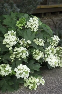Pee Wee Dwarf Oakleaf Hydrangea - 2 Gallon Pot 14 Pee Wee Dwarf Oakleaf Hydrangea - 2 Gallon Pot -Garden Wisp Sales Store Hydrangea Oakleaf Pee Wee 11 1