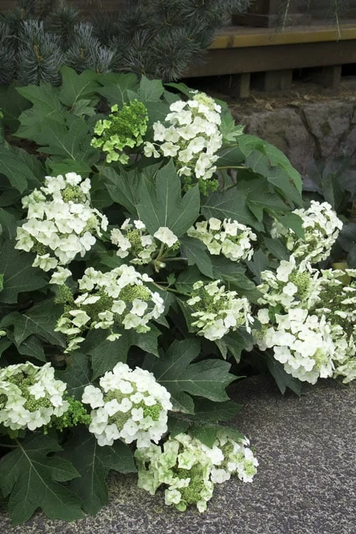 Pee Wee Dwarf Oakleaf Hydrangea - 2 Gallon Pot 7 Pee Wee Dwarf Oakleaf Hydrangea - 2 Gallon Pot - Image 7