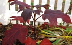 Ruby Slippers Dwarf Oakleaf Hydrangea - 3 Gallon Pot 10 Ruby Slippers Dwarf Oakleaf Hydrangea - 3 Gallon Pot -Garden Wisp Sales Store Hydrangea Oakleaf Ruby Slippers Fall Foliage Color 2