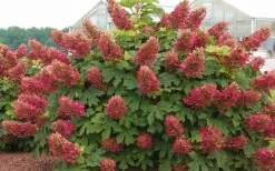 Ruby Slippers Dwarf Oakleaf Hydrangea - 7 Gallon Pot -Garden Wisp Sales Store Hydrangea Oakleaf Ruby Slippers Full Bloom 1
