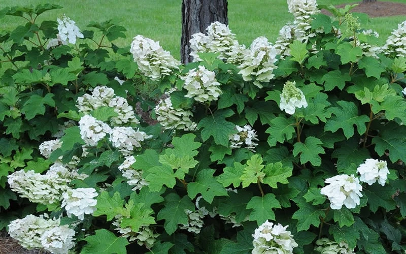 Ruby Slippers Dwarf Oakleaf Hydrangea - 3 Gallon Pot 6 Ruby Slippers Dwarf Oakleaf Hydrangea - 3 Gallon Pot - Image 6