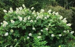 Semmes Beauty Oakleaf Hydrangea - 3 Gallon Pot -Garden Wisp Sales Store Hydrangea Oakleaf Semmes Beauty 10