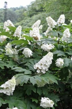 Snow Queen Oakleaf Hydrangea - 3 Gallon Pot -Garden Wisp Sales Store Hydrangea Oakleaf Snow Queen 10
